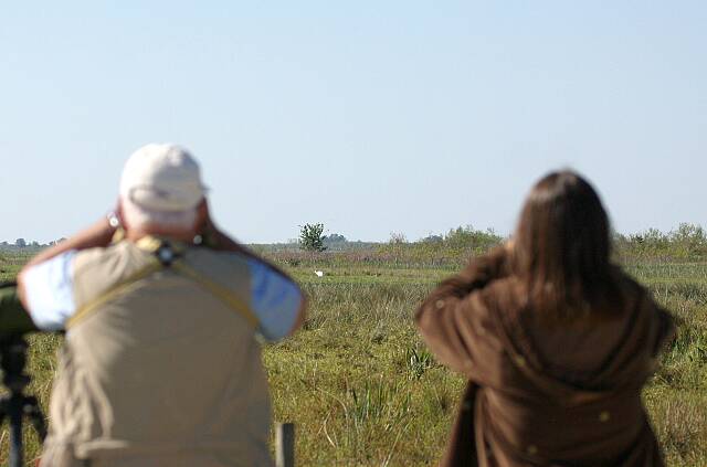 WhoopingCraneWatching