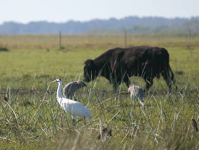 WhoopingCraneWithCattle