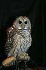 Exhibits-BarredOwl