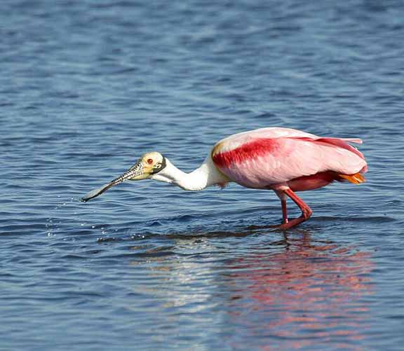 9-RoseateSpoonbill