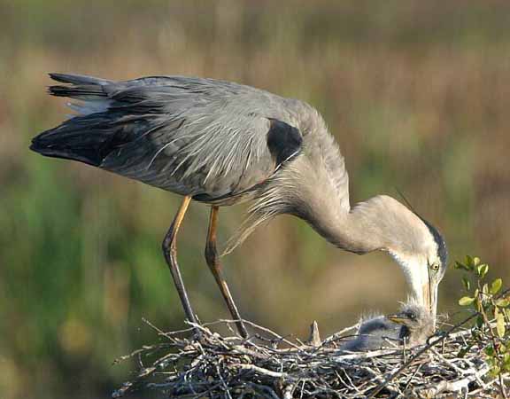 Comfort the Little Guy 078