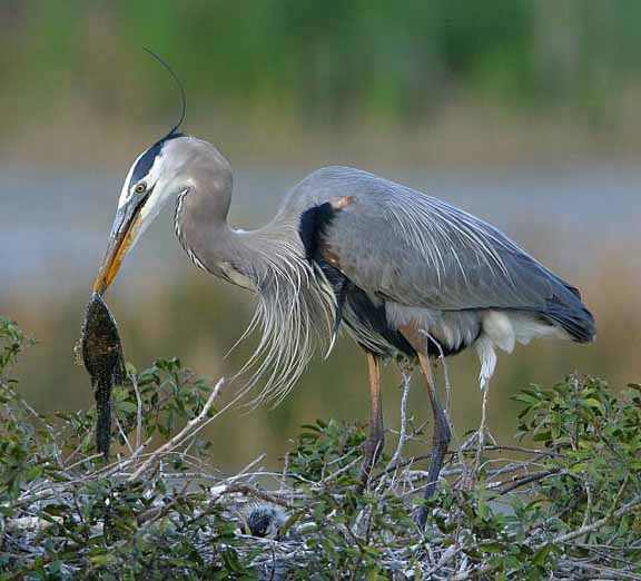 Fish by the Tail 092