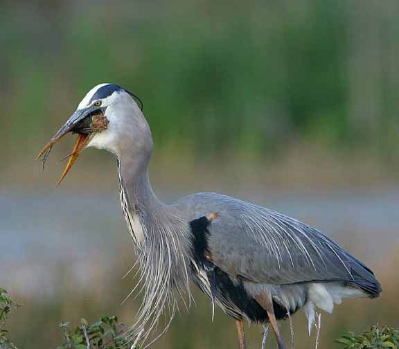 If It's the Last Thi#10004