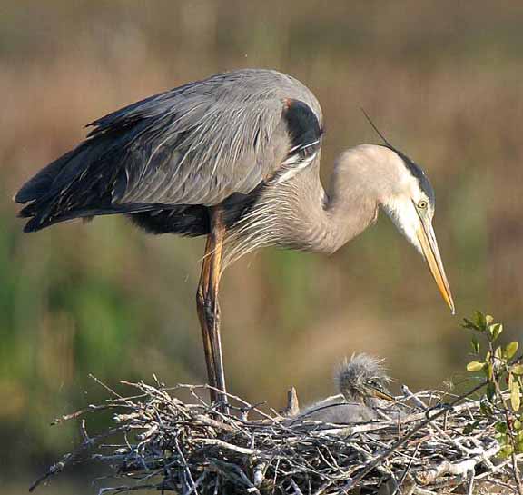 Little Guy and Mom 092