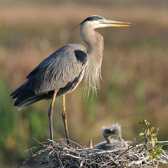 Little Guys Playing 083