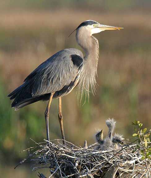 Three Little Guys 082