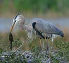 Fish by the Tail 092