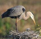 Little Guy and Mom 092