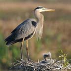 Little Guys Playing 083