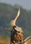 Reaching High 051