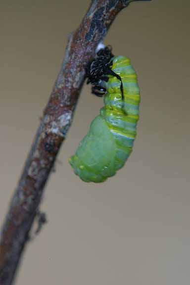 To Pupa 010 A