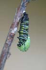 To Pupa 004 A