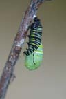 To Pupa 005 A