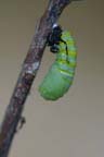 To Pupa 010 A