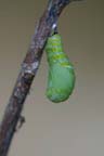 To Pupa 013 A