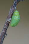 To Pupa 023 A