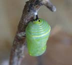 To Pupa 035 A