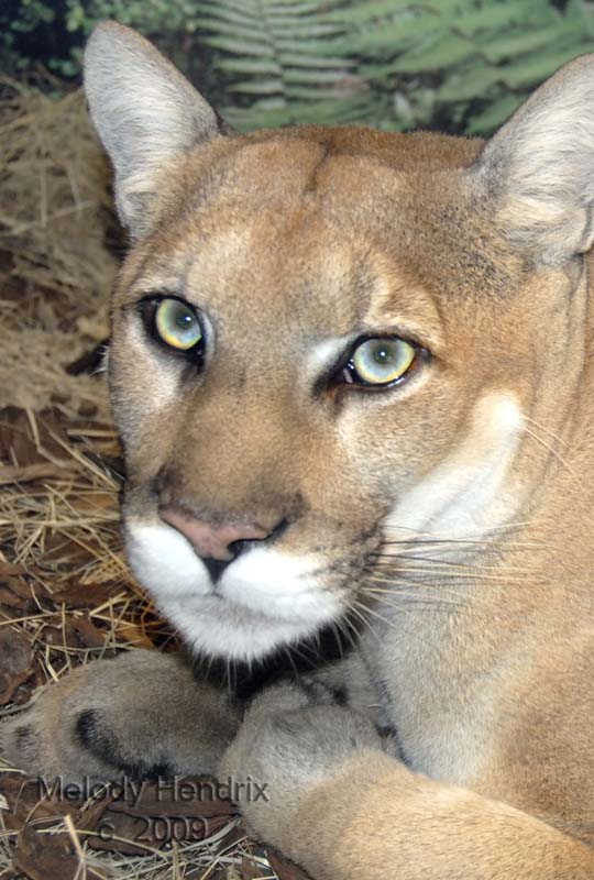 Panther-portrait