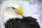 American-Bald-Eagle