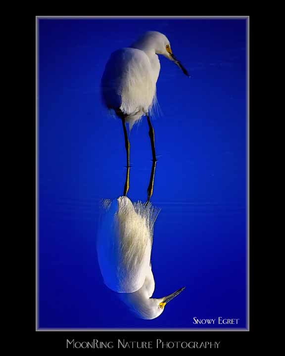 SnowyEgret3