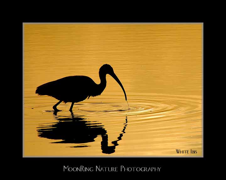 WhiteIbis