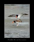Framed OysterCatcher