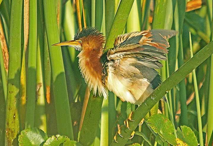 LeastBittern_0027X 