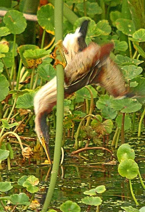 LeastBittern_0053X 