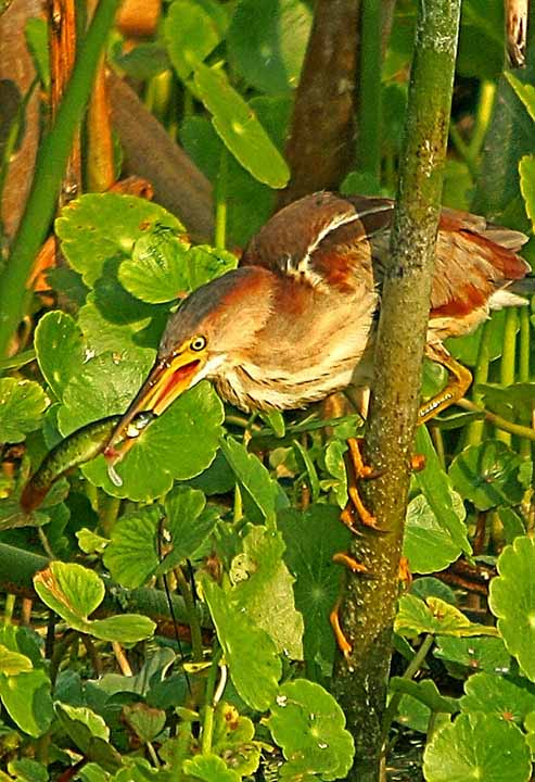 LeastBittern_0081XX 