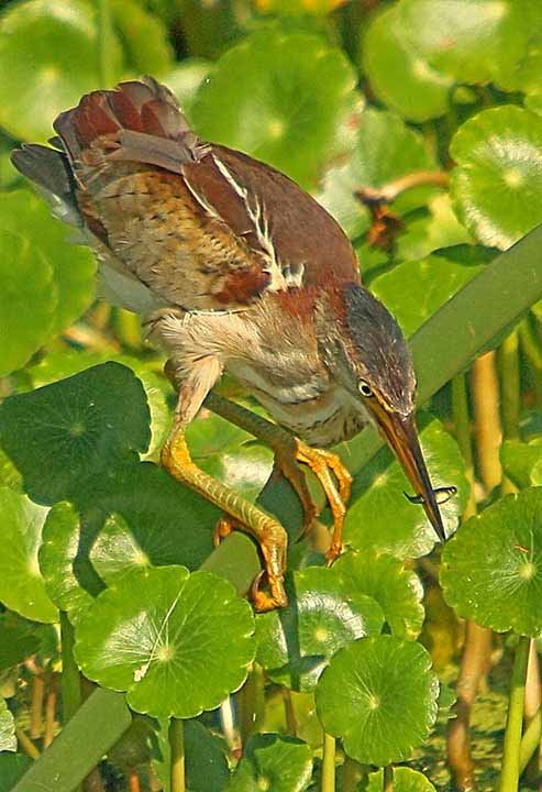 LeastBittern_0109X 