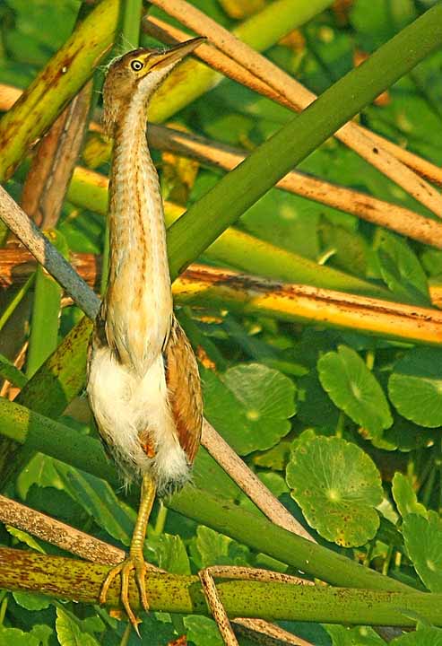LeastBittern_0117X 