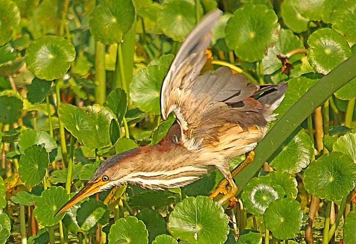 LeastBittern_0121X