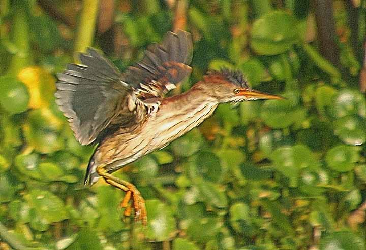 LeastBittern_0204X 