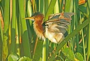 LeastBittern_0027X 