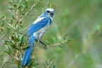 Melody Hendrix's Florida Scrub-Jay #1