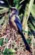 Scrub-Jay on a Saw Palmeto