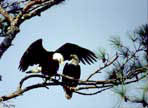 Eagles on a Pine branch.