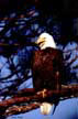 Eagle resting