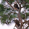 Two eagles in a pine tree.