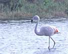 Flamingo in Titusville