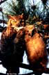 Great Horned Owl with youth