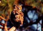 Great Horned Owl