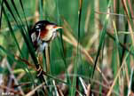 Least Bittern