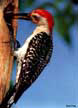 Red bellied woodpecker