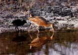 Clapper Rail chick.