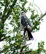 Mississippi Kite at MINWR #2
