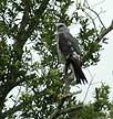 Mississippi Kite at MINWR #3