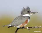 Male Belted Kingfisher by Joel Reynolds