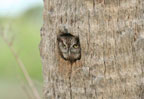 Screech Owl #1