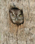 Screech Owl #2